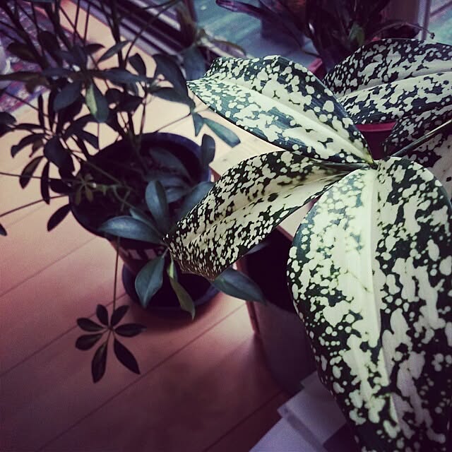 hidetoさんの実例写真