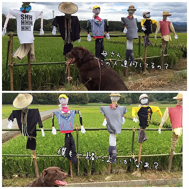 実例写真