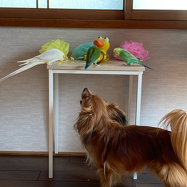 toratanさんの実例写真