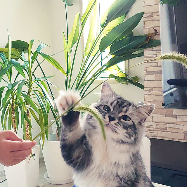 annetina374さんの実例写真