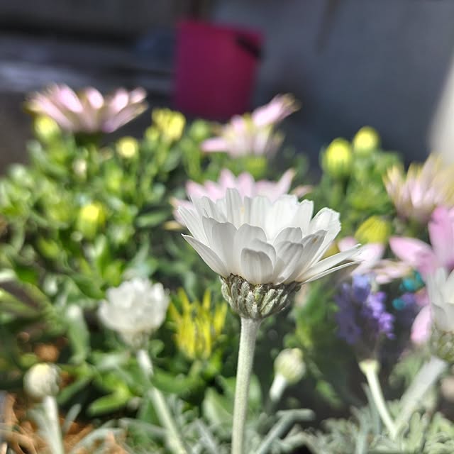 aoiroさんの部屋