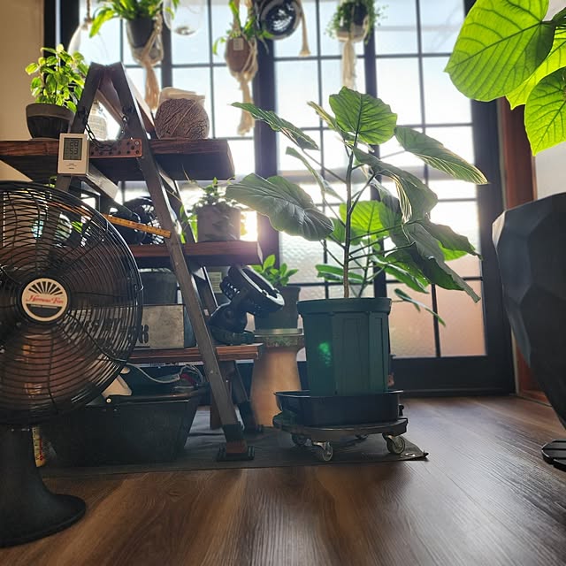 CYNOSさんの部屋