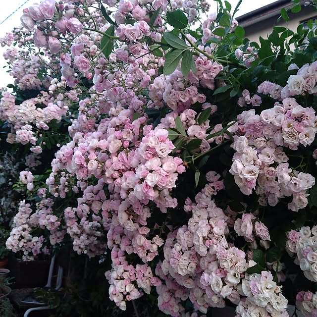 K-mamaさんの実例写真