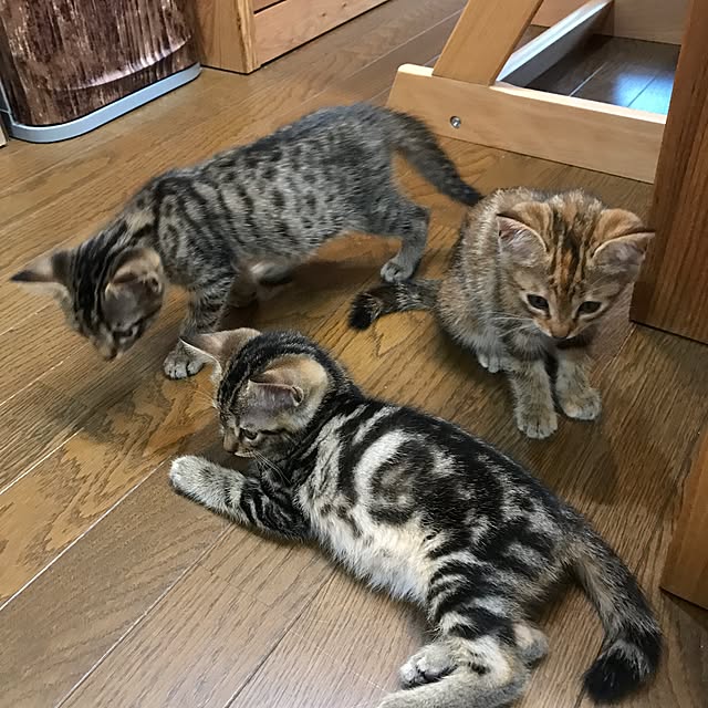 pepeさんの実例写真