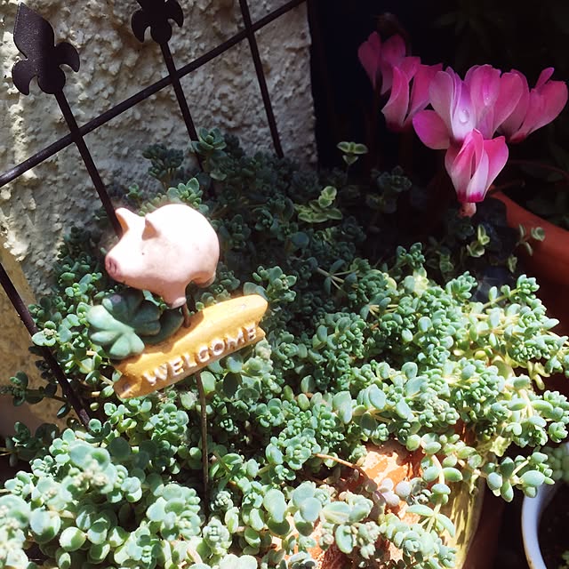 chakoさんの実例写真