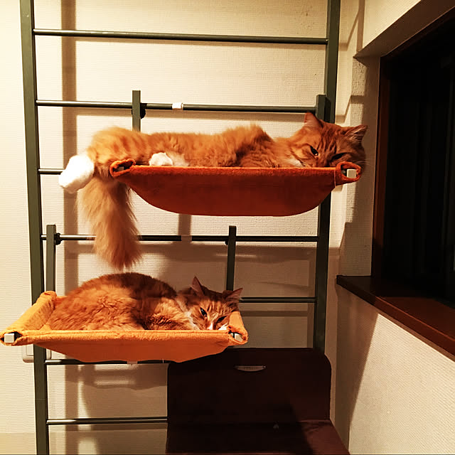 satoraさんの実例写真