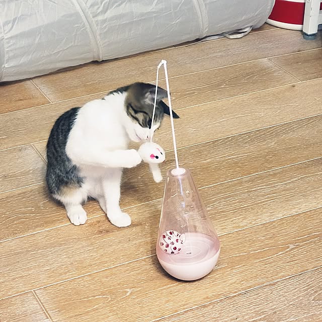 akimameさんの部屋