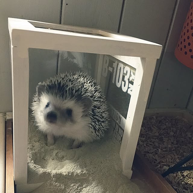 RURULOVEさんの実例写真