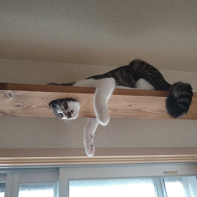 mikisunさんの実例写真