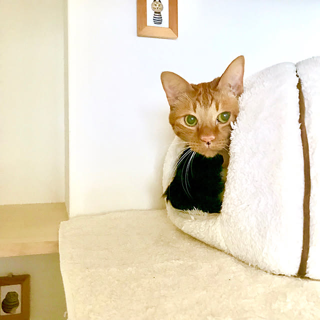 pooさんの実例写真