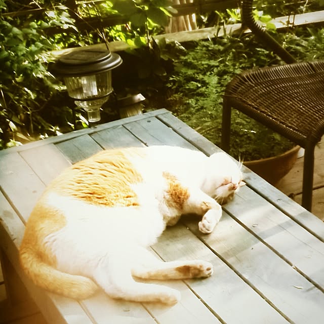 ayuさんの実例写真