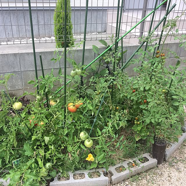 memimoさんの実例写真