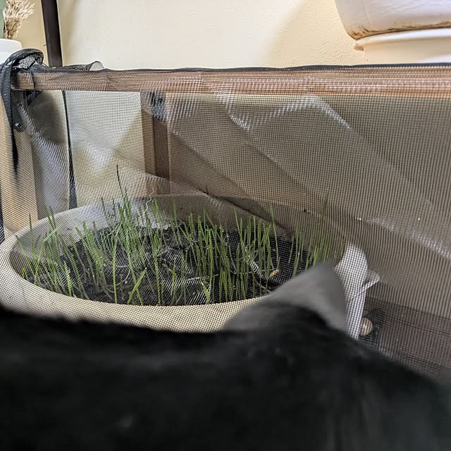 asaさんの実例写真