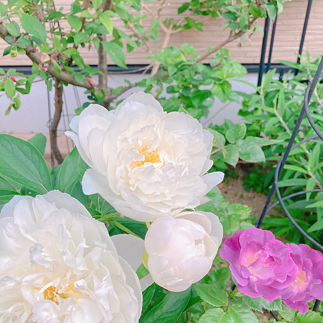 sophiaさんの実例写真