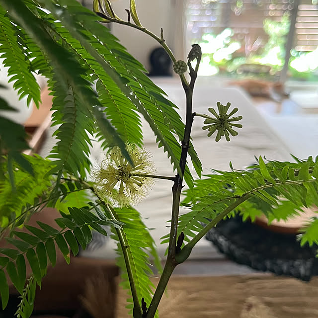 kuuさんの部屋
