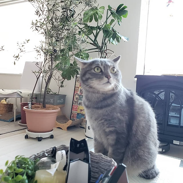 megu.catさんの実例写真
