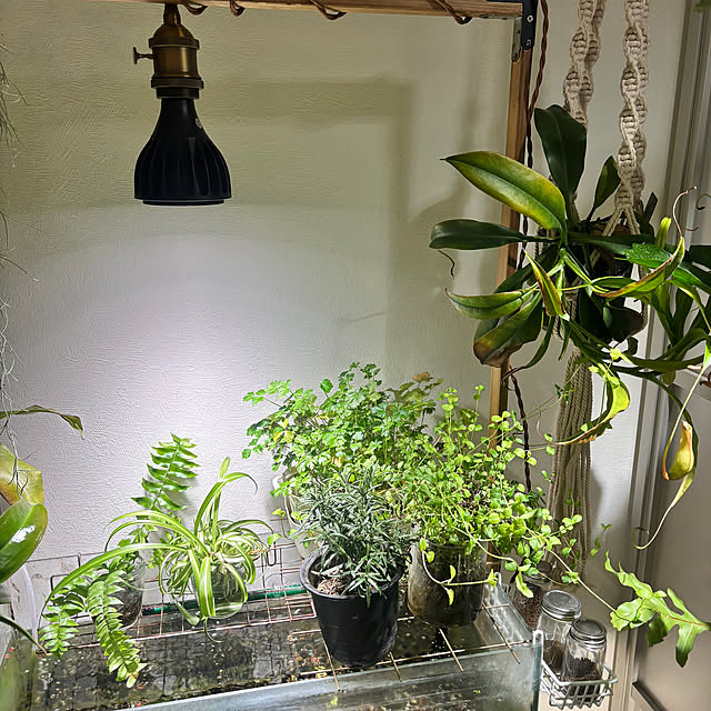 greycatsさんの部屋