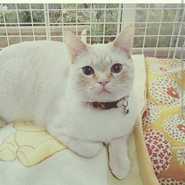 mntcさんの実例写真