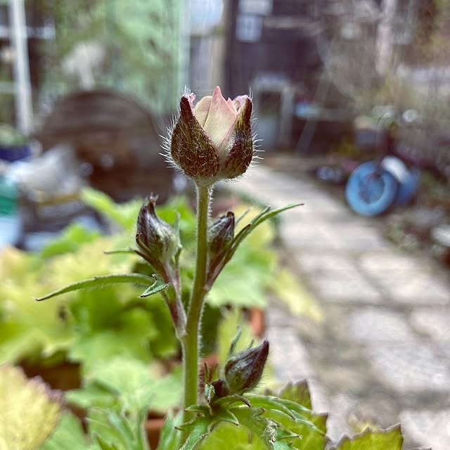 min_nimさんの実例写真