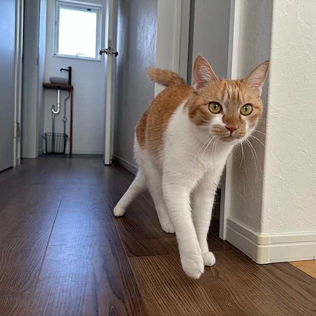 miniさんの実例写真