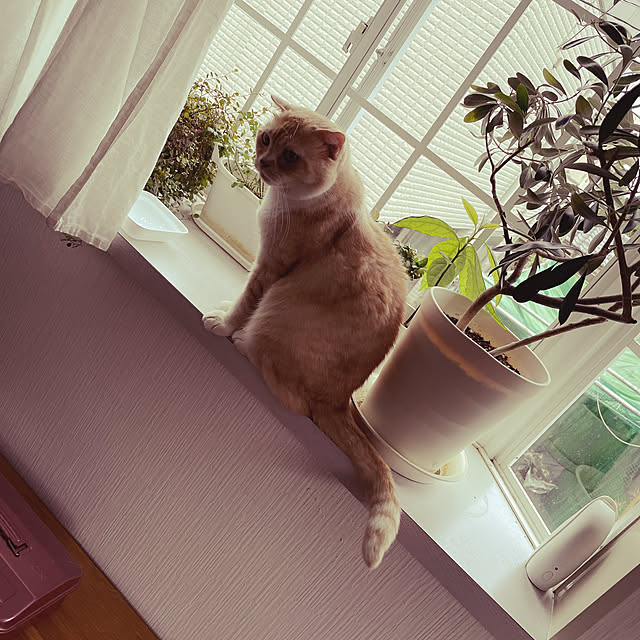 lippieさんの実例写真