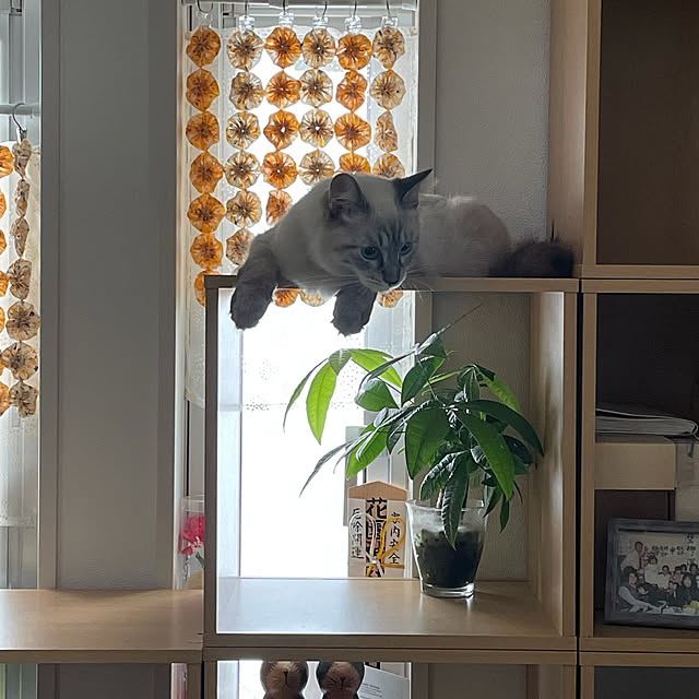 mochaさんの実例写真
