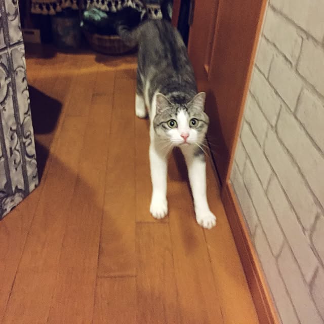 emmyyさんの実例写真