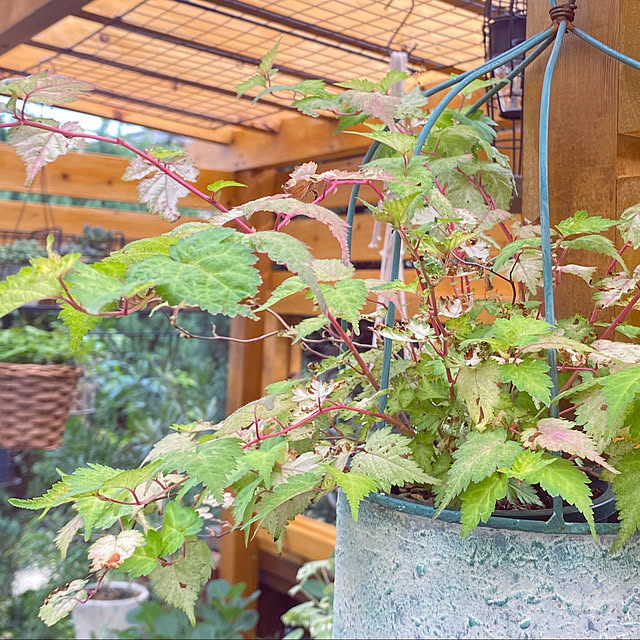 mintteaさんの実例写真