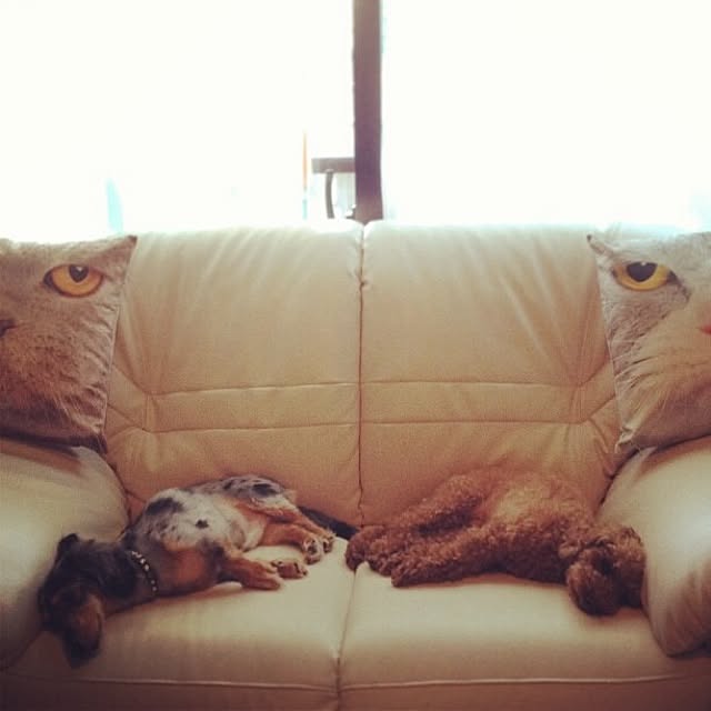 Kikoさんの実例写真