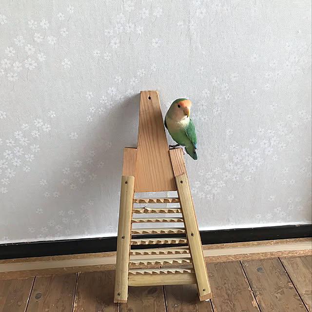 aoinokimiさんの実例写真