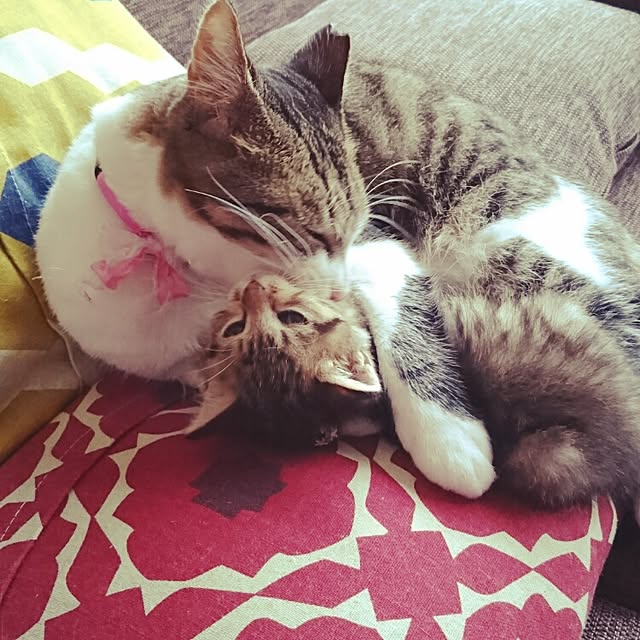 annさんの実例写真