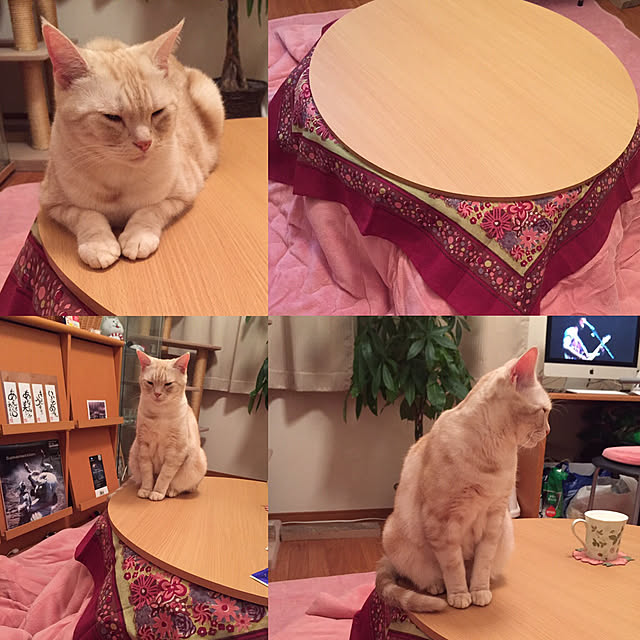 tomootyさんの実例写真