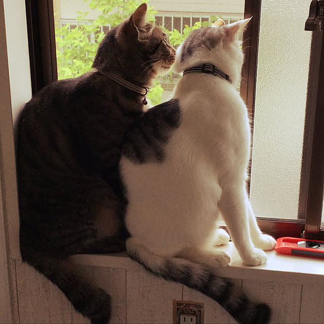 HARU-KETOさんの実例写真