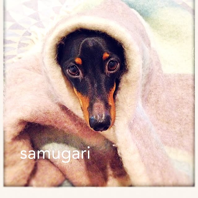 bonamiさんの実例写真