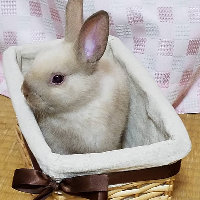 miccyoさんの実例写真