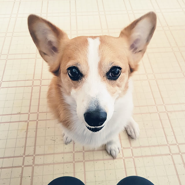 akimameさんの実例写真