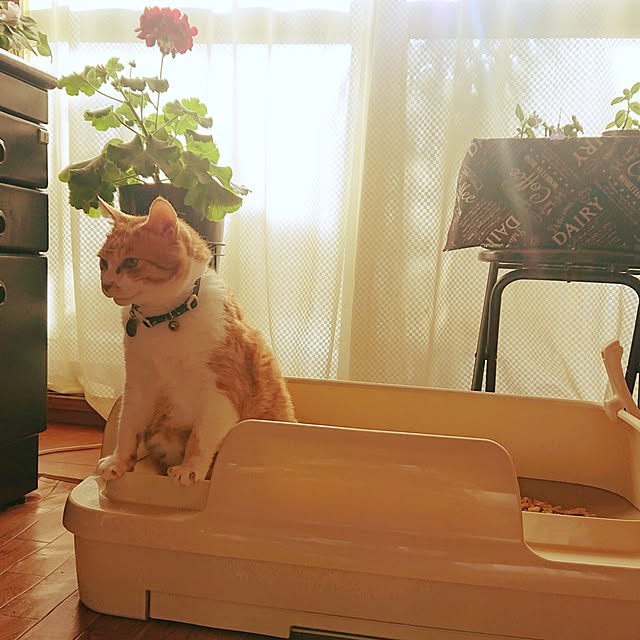 NOAHさんの部屋