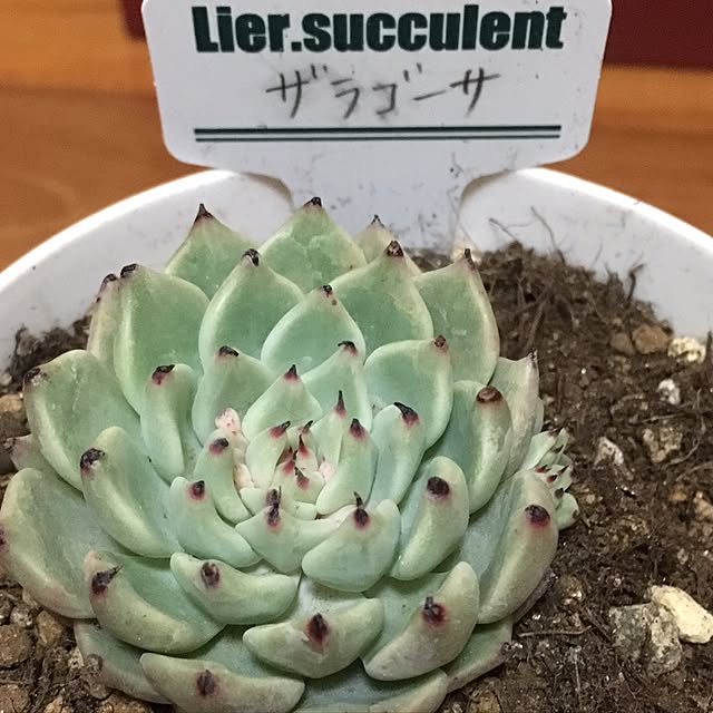 CHIROさんの実例写真