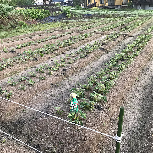 aoinokimiさんの実例写真