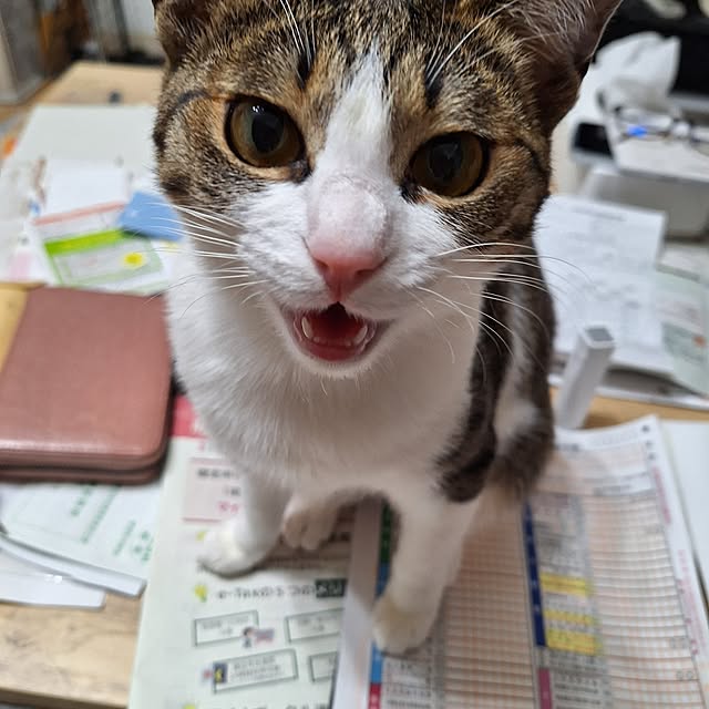 akimameさんの実例写真