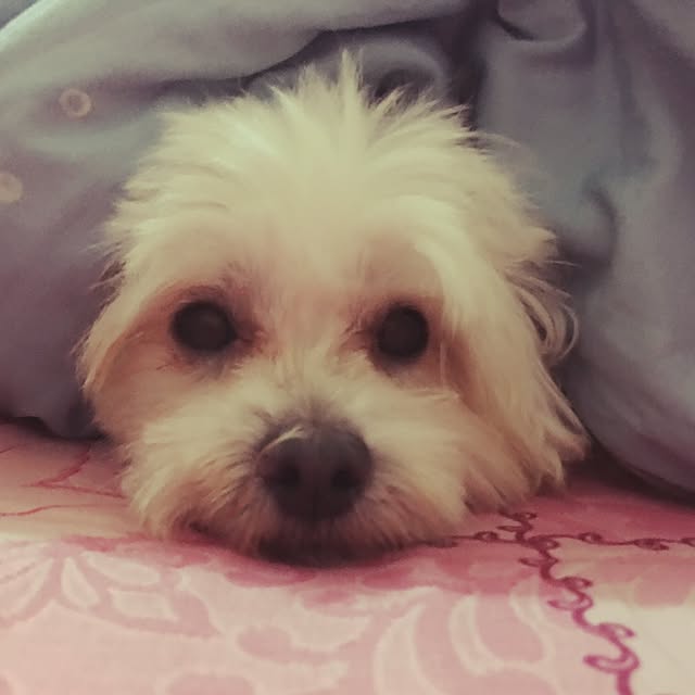 Peachさんの実例写真