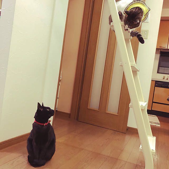 jijiさんの実例写真