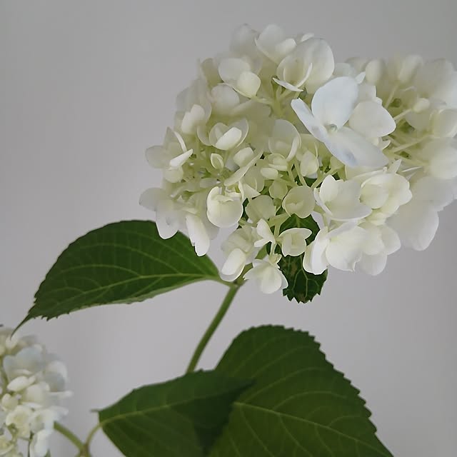 chidorinさんの部屋