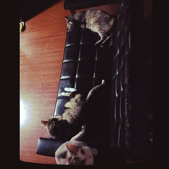 catLoverさんの実例写真