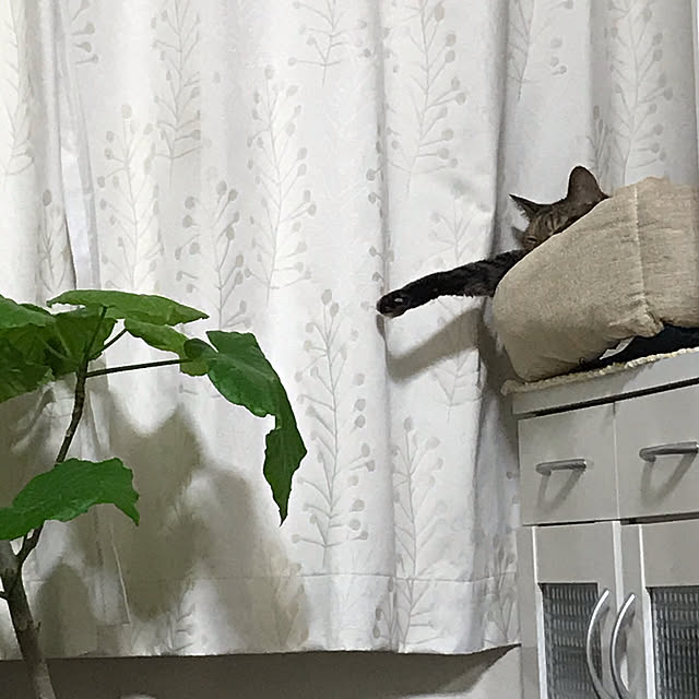 haruさんの実例写真