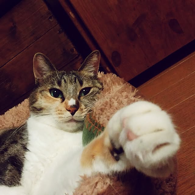 tomo1220さんの実例写真