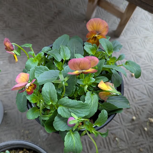 mi-saさんの部屋