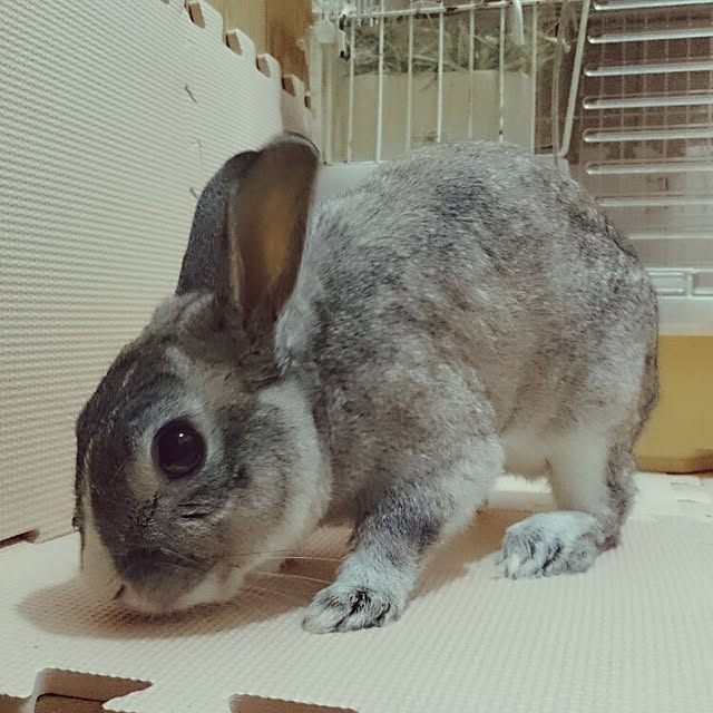 mokio..さんの実例写真