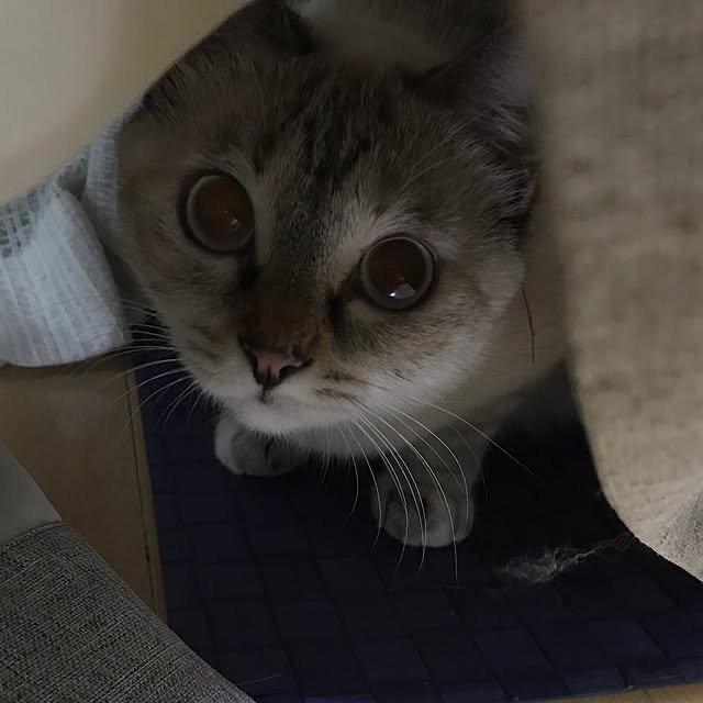 nachuさんの実例写真