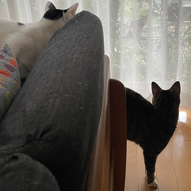 nobikoさんの部屋